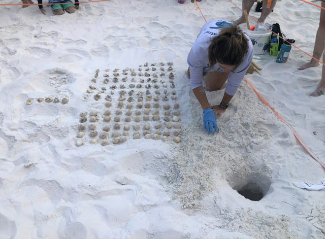 Jessica Valek, Coastal Resource Coordinator of the Destin-Fort Walton Beach team, digs up the remaining eggs from a recent loggerhead turtle nest. George Gray said there were 133 eggs in the nest and about 52 percent made it. The ones displayed here didn't hatch and the ones to the far left were half hatched. Why didn't all the eggs hatch? "It just happens sometimes," said George Gray, who's been on turtle watch for 29 years.