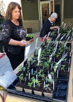 Destin Garden Club members check out the tables full of tomato plants ready to put in the ground now at a recent meeting. The plants were brought over by Renée Perry and Tom Garner.