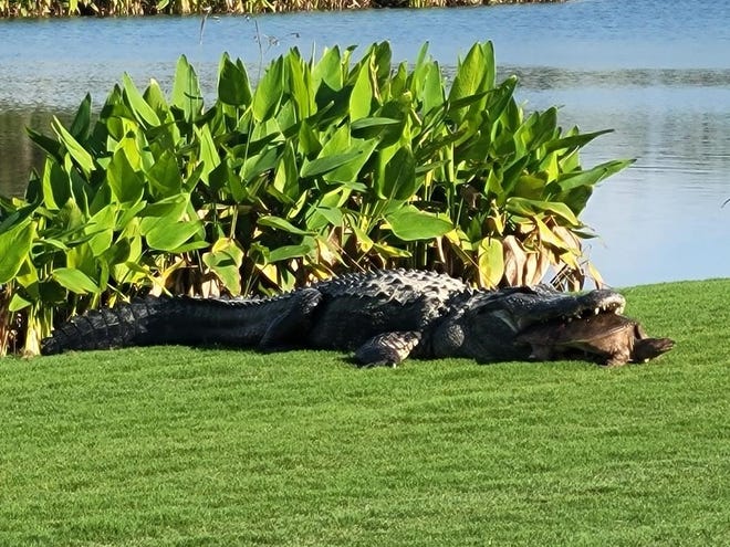 An alligator, estimated to be 14-feet long, clasps onto a large turtle with its jaws at a Naples, Florida area golf course on March 20, 2024.
