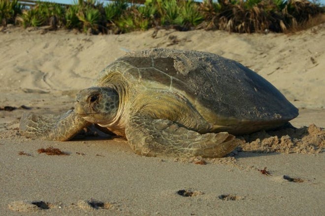 A green sea turtle nests on a beach. Help nesting sea turtles: give them space, keep lights out, stash trash and report people disturbing their nests to @MyFWC Wildlife Alert: 888-404-3922.