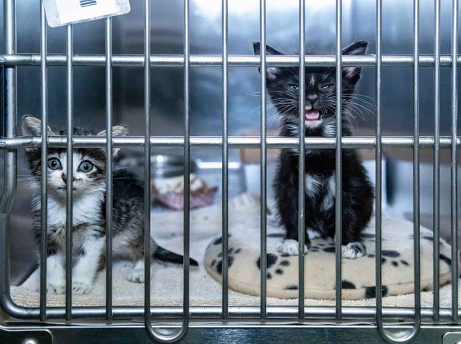 These two kittens entered Palm Beach County Animal Care and Control on May 11 and are estimated to be about 4-5 weeks old, May 22, 2023.  For most of the past year, Animal Care and Control has been caring for nearly double the number of pets it was built for.