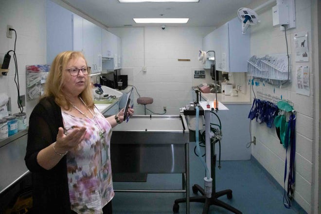 Janet Steele, Director of Palm Beach County Animal Care and Control, describes the work that goes on inside the shelterÕs surgery suite May 22, 2023.