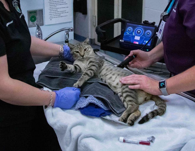 A cat that entered the Palm Beach County Animal Care and Control shelter with difficulty moving its hind legs receives a cold laser treatment May 22, 2023. Veterinarians say the cat has been Ôresponding beautifullyÕ to the treatment, which doesnÕt cause pain, reduces inflammation, and jumpstarts the healing process.